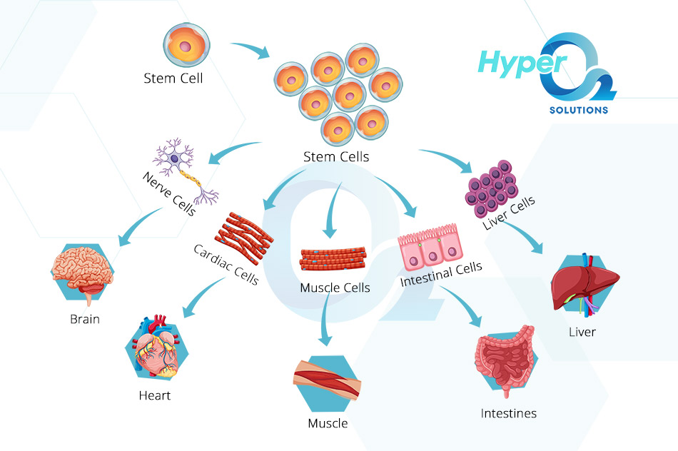 hyperbaric oxygen stem cells